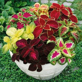 Outsidepride Rainbow Mix Coleus Seeds for Planting - 5000 Pcs Annual, Compact, & Easy to Grow, Flower Seeds with Serrated Foliage, Ideal for Shaded Areas, Containers, Borders, & Gardens