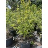 Tree POMEGRANATE TREE (Grafted) 3 Feet Tall.