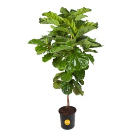 Costa Farms Fiddle Leaf Fig Tree Plant, Live Ficus Lyrata, Live Indoor Plant in Nursery Plant Pot, Live Houseplant in Soil Mix, Housewarming New Home, Office and Indoors Decor, 5 Feet Tall