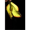 Zhangping Narcissus Oolong Tea 100g Lower Caffeine Best Chinese Oolong