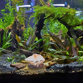 TOVINANNA Frother Crafts Small Fish Tank Decorations Fish Tank Decorations Small Fish Tank Air Fish Decorations for Tank Fish Tank Landscape Decor Resin Aquarium Shell