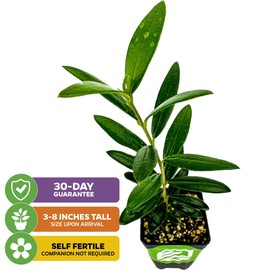 Arbequina Olive Tree Live Plant - Olea europaea 'Arbequina' by Wellspring Gardens - Fresh Homegrown Olives - Ideal for Mediterranean Garden Plant Vegetable Plant