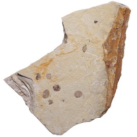 [N2 stone Natural] Jurassic Geological Plate with Natural Fossil Gilpods (jurassic fossil) | (Longest Side: Approx. 50-100mm x 1)
