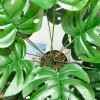 dgb18 Planta Monstera Tropical Artificial Para Decoración 75cm