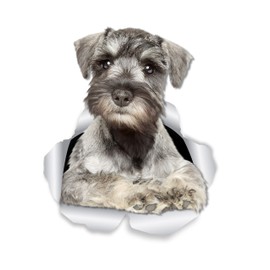 Winston & Bear Curious Schnauzer Dog Wall Decals - 2 Pack - Miniature Schnauzer Dog Toilet Sticker - 3D Dog Car Window and Bumper Sticker - Retail Packaged Dog Lover Gifts