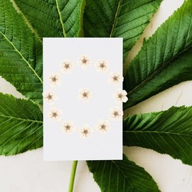 60 Piezas Mini Flores Prensadas Flores De Narciso Secas para Álbumes De Recortes, Joyería De Resina, Caja De Teléfono, Marcador, Postal, Arte De Uñas, Manualidades, Fabricación De Bricolaje
