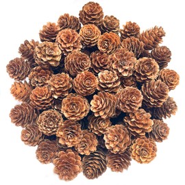 KY-Tech Christmas Pine Cones 100 Pcs Mini Pine Cones for Decor Size 2-3 cm Pine Cones for Christmas Decorations Pine Cone for Winter Decorations Add a Touch of Natural Rustic Charm to Your Home Decor