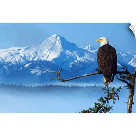 Bald Eagle Perched On Spruce Branch Wall Decal, Eagle Artwork