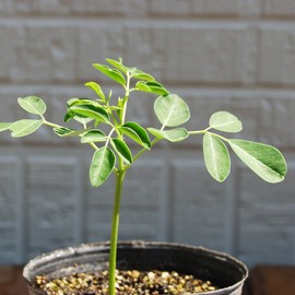 Moringa Seeds with Easy to Understand Cultivation Method, Planting Planter, Seeding Period: April - August 0.4 oz (10 g)