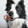 Paw Ready Pet Toothbrushing Assistant for Puppies' Dogs and Cats