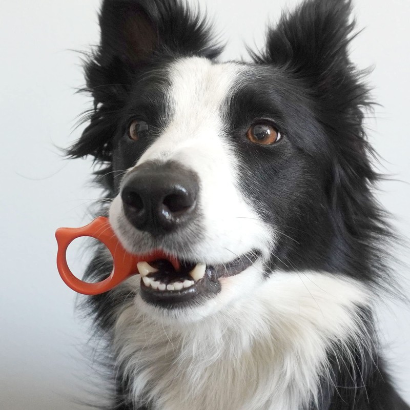 Paw Ready Pet Toothbrushing Assistant for Puppies' Dogs and Cats
