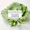 Field and Forage Seed Co. Collard 'Champion' | Brassica oleracea