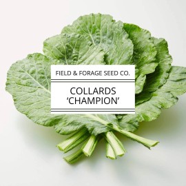 Field and Forage Seed Co. Collard 'Champion' | Brassica oleracea | Heirloom | Non-GMO | 100 Seeds