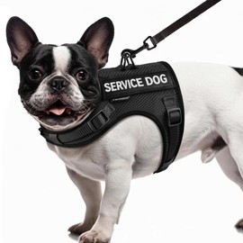 FAYOGOO Service Dog Vest for Small Dogs - Air Mesh Breathble Emotional Support Animal Vest with Velcro Patches - Puppy Harness and Leash Set Adjustable Neck and Chest