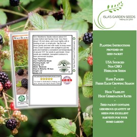 Wild BlackBerry Fruit Bush/Shrub Seeds, 20 Seeds Per Packet, (Isla's Garden Seeds), Non GMO Seeds, Botanical Name: Rubus allegheniensis