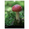 Mushrooms (Wall Calendar 2025 DIN A4 High), CALVENDO Monthly Calendar