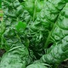 300 Perpetual Spinach Swiss Chard Seeds for Planting 7+ Grams