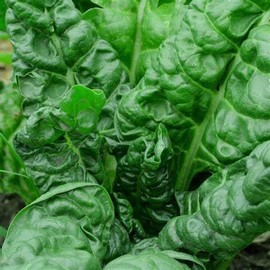 300 Perpetual Spinach Swiss Chard Seeds for Planting 7+ Grams of Seeds Non GMO and Heirloom Survival Vegetable Garden