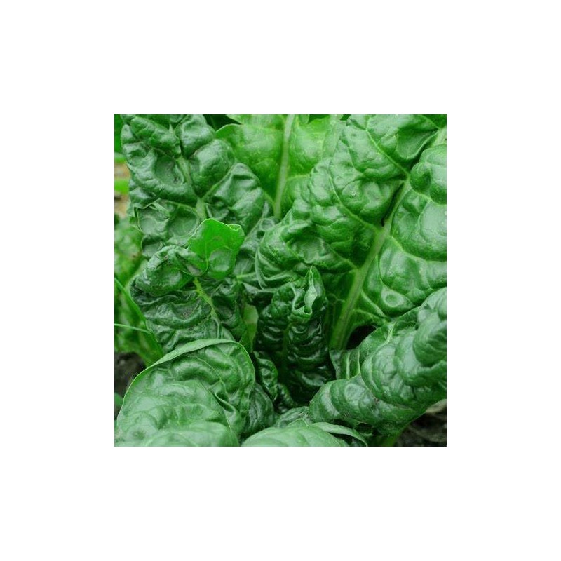 300 Perpetual Spinach Swiss Chard Seeds for Planting 7+ Grams
