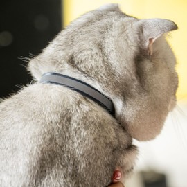 Filbert Leather Cat Collar, Reflective Cat Collar, Leather Accessories with Bell, Bird Warning, Suitable for Indoor and Outdoor, Non Breakaway, Durable, Stylish Design, Red