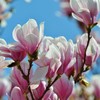 Jane Magnolia Tree, 6-12” Tall, Live Shrub in 2.5” Pot