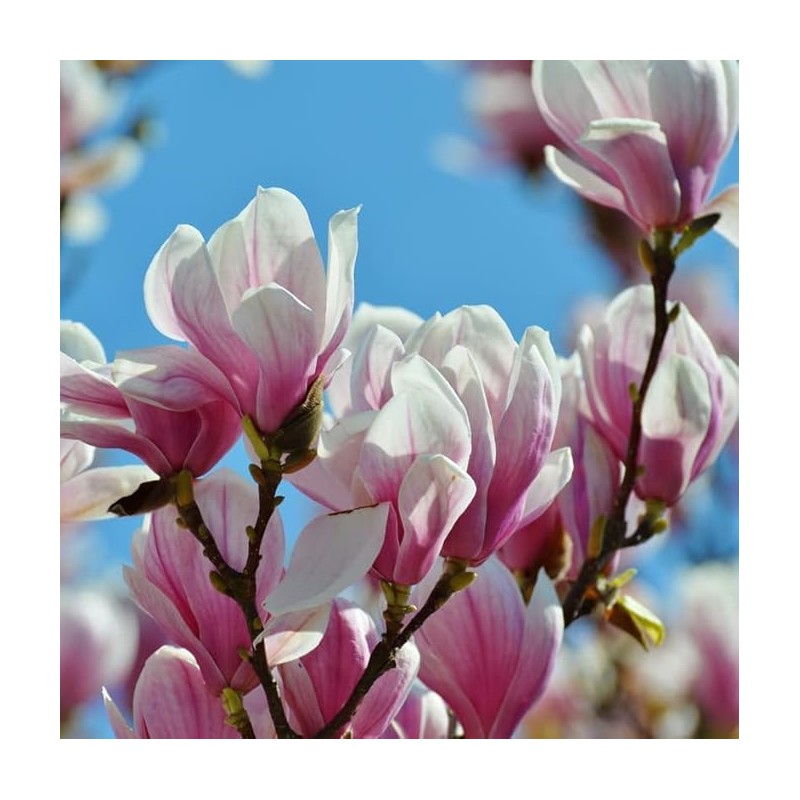 Jane Magnolia Tree, 6-12” Tall, Live Shrub in 2.5” Pot