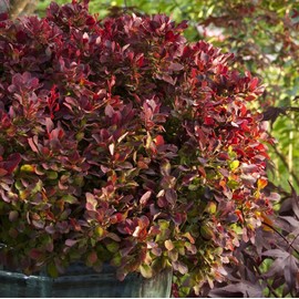 Blooming & Beautiful - Golden Ruby Barberry - 3 gal - Monrovia - Deciduous Shrub - Orange-Reddish Foliage - Dwarf Compact Habit - Zones 4-8 - Berberis thunbergii 'Goruzam' PP16203-3 Gallon Pot