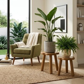 Janedream 2-Piece Flower-Scalloped Solid Wood Plant Stand
