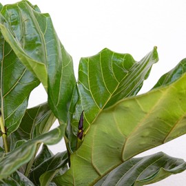 United Nursery Fiddle Leaf Fig – Ficus Lyrata in 10” Grower Pot – 24–30 Inches Tall – Upright Indoor Tree with Broad Green Leaves – Easy-Care Air-Purifying Houseplant for Home or Office