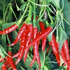 Pepper, Thai HOT Pepper Seeds, Heirloom, 100 Seeds, Very Spicy Great Fresh OR Dried
