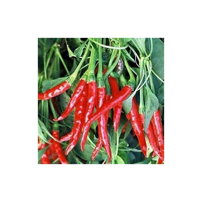 Pepper, Thai HOT Pepper Seeds, Heirloom, 100 Seeds, Very Spicy