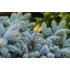 The Jonsteen Company Blue Spruce | Small Tree Seedling |