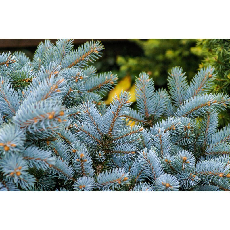 The Jonsteen Company Blue Spruce | Small Tree Seedling |