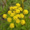 EVERWILDE FARMS 500 Golden Alexanders Wildflower Seeds - Everwilde Farms