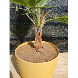 EraGreen Coconut Disc Diameter 60 cm Made of 100% Coconut Fibres – Coconut Mat Plants Winter Protection – Frost Protection for Pot and Pot Plants – Winter Plants – Plants Cold Protection – Rodent Mat