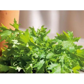 The Gardening World 1500 Wasabi Mustard Seeds, Japanese Heirloom Wasabini  - Fresh Premium Non-GMO