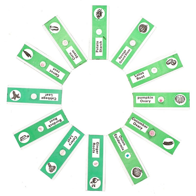 WhizKidsLab 48 Pieces Animals Insects Plants Flowers Plastic Microscope Foil