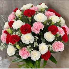KaBloom Flowers - 18 Assorted Carnation Without Vase - Gift for Birthday, Sympathy, Anniversary, Get Well, Thank You, Valentine, Mother’s Day Fresh Flowers