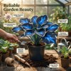 Hosta Flower Bulbs for Garden Edges, Broad Leaf Appeal, 2