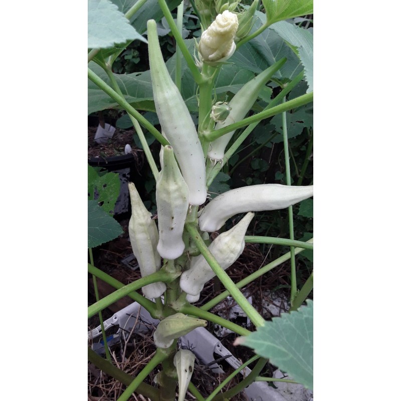 Unbranded 100+ Silver Queen Okra Seed Heirloom Non-Gmo Organic