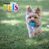 Fancy Pets Juguete Pelota Prisma para Perro con SonidoTamaño Chico