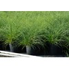 Perennial Farm Miscanthus Sinensis 'Adagio' – Live Ornamental Grass in