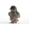 Adelie Penguin Chick Plush Soft Toy by Hansa 5206