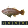 PATIKIL Fish Ruler 53" Fish Measuring Tape Waterproof Fishing Boat