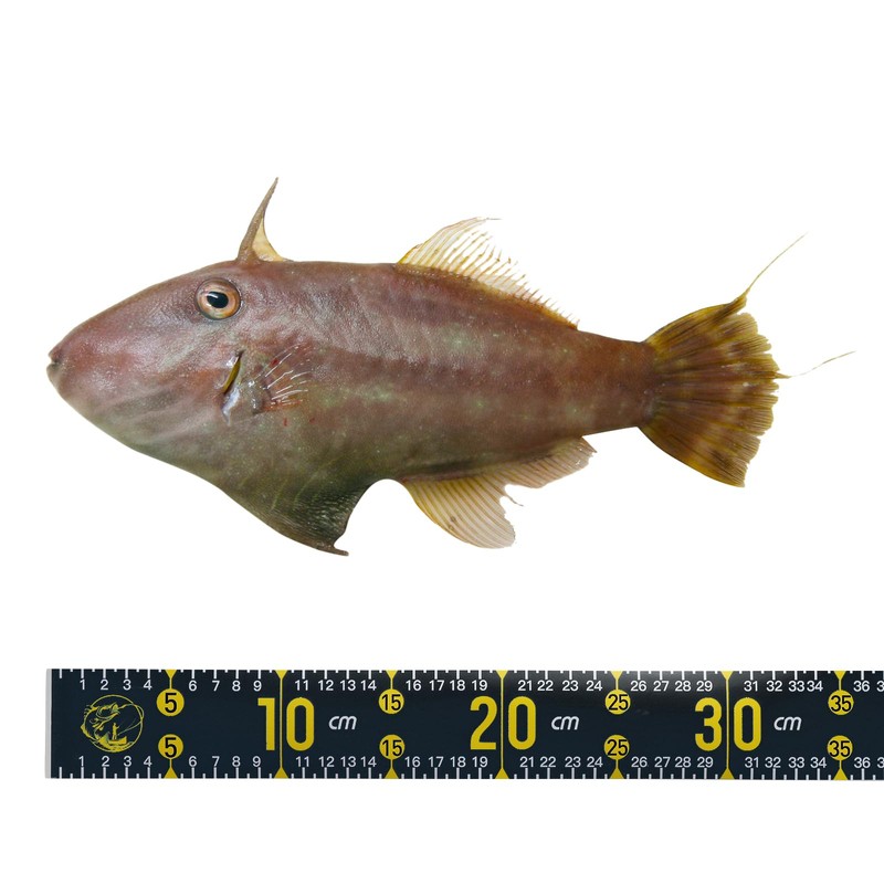 PATIKIL Fish Ruler 53" Fish Measuring Tape Waterproof Fishing Boat