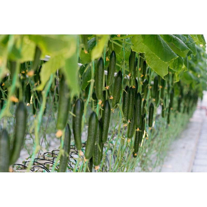 KIRA SEEDS - Cucumber Chinese Miracle - Open-Pollinated - Heirloom