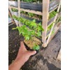 Brown Turkey Fig - Live Plant - (1 QT)