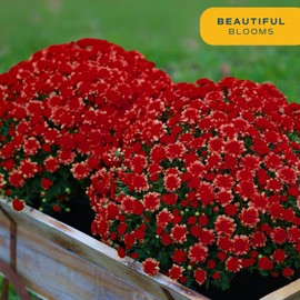 Costa Farms Live Plants – Fall Mums 2-Pack (Red) in Grow Pots | 3 Qt. Seasonal Houseplants & Outdoor Flowers for Porch, Patio, or Garden | Ships in Bud Form for Longer Bloom