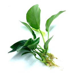 Java Fern and Anubias Aquarium Plant Bundle - Live Freshwater Plants for Aquascaping, Low Maintenance, Easy Beginner Friendly Decor for Fish Tank