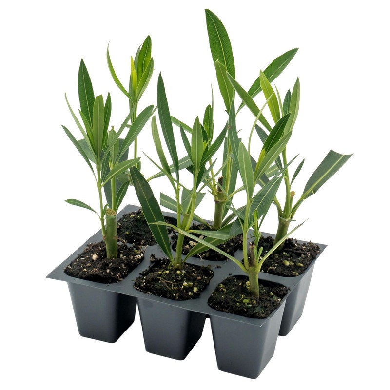 6 White Oleander Shrubs | Live Plants in 2.5-inch Nursery